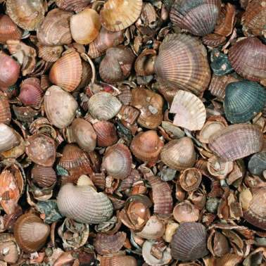 Minibag schelpen 3-20mm 350 kg